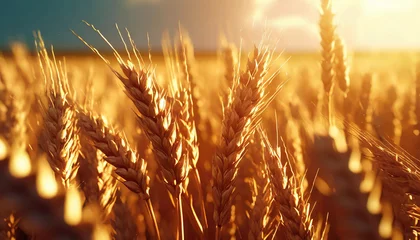Fototapeten Golden cornfield in sunny day © netsay