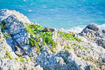 Seal colony in Kaikoura, New Zealand