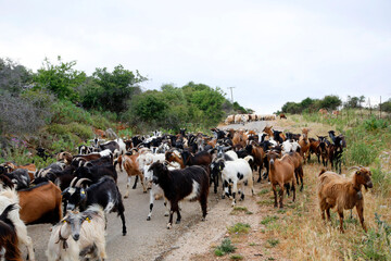 Ziegenherde und Schafe auf der Stra&szlig;e, Griechenland, Europa 