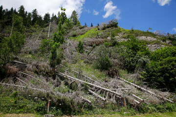 Fototapeta na wymiar Sturmschäden im Bergwald, Windbruch, Südtirol, Italien, Europa 