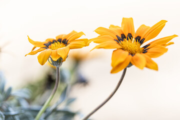 annual flowers Gazania rigens bright orange and yellow flower