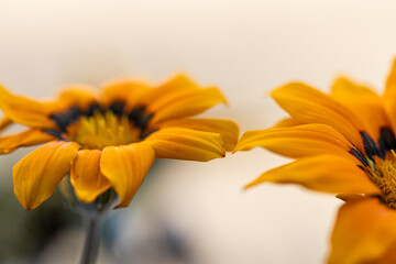 Fototapeta premium Close up photo of petals beautiful flower. annual flowers Gazania rigens bright orange and yellow flower