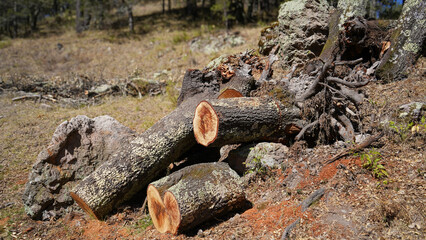 Troncos de árbol