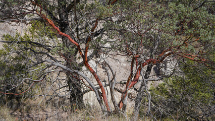 Manzanita Arctostaphylos