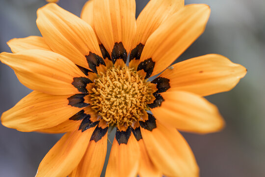 Close up photo of petals beautiful flower. annual flowers Gazania rigens bright orange and yellow flower
