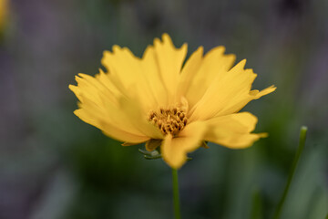 Coreopsis lanceolata- Lance-leaved Coreopsis in Bloom. Close up of yellow Coreopsis lanceolata plants