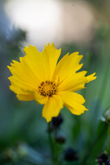 Coreopsis lanceolata- Lance-leaved Coreopsis in Bloom. Close up of yellow Coreopsis lanceolata plants