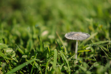 Macro shot of a small wild poisonous gray mushroom that grows in a field of green grass. In the morning, there are shiny drops of dew on the grass. A mushroom on a thin stalk with a textured cap.