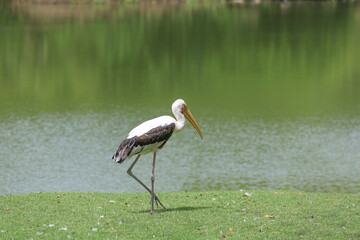 The Painted Stork bird (Mycteria leucocephala) in garden