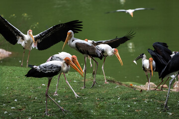 The Painted Stork bird (Mycteria leucocephala) in garden © pumppump