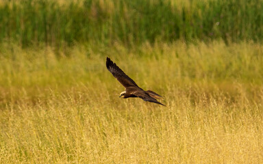 red tailed hawk in flight