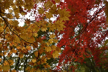 Feast of Maple Trees