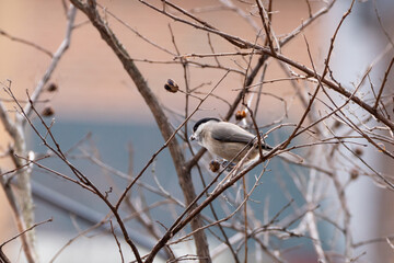 A marsh tit eating seeds out of a seed pod
