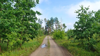 Fototapeta na wymiar A dirt road with puddles and tire tracks passes through a mixed forest. Grass, oaks, pines and shrubs grow along the road. Warm summer weather and blue sky with clouds