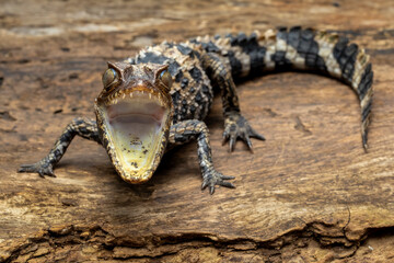 Smooth-fronted Caiman (Paleosuchus trigonatus), also known as Schneider's Dwarf Caiman, is a small crocodilian from South America. 