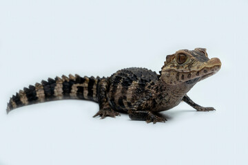 Cuvier's Dwarf Caiman (Paleosuchus palpebrosus) is small crocodilian native to South America.