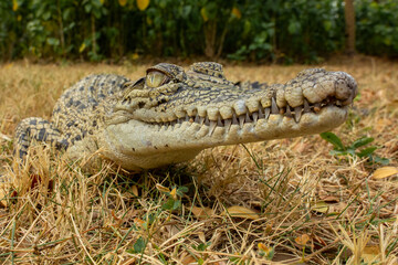 Obraz premium The closeup head of Saltwater Crocodile (Crocodylus porosus). The species is one of the largest living crocodile in the world. 