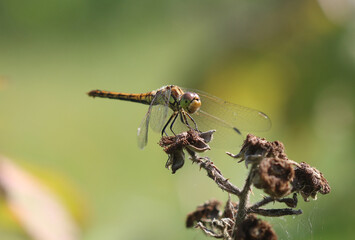 Große Heidelibelle - Common Darter
