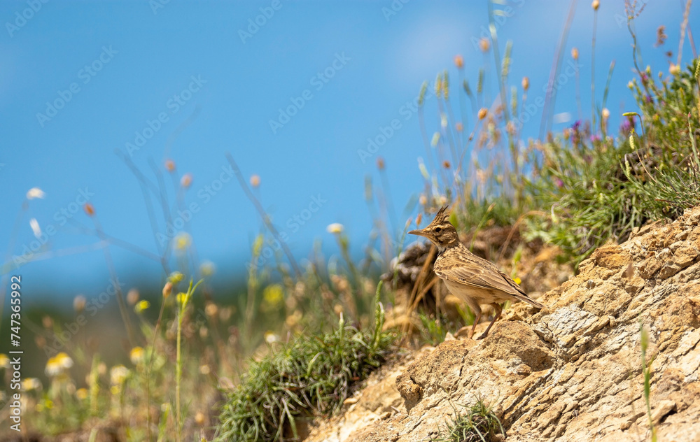 Wall mural bird in the grass