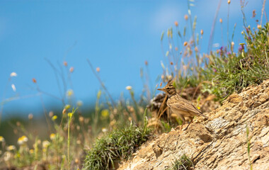 bird in the grass