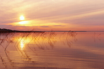 Aesthetic sunset on lake, plant reeds growth in water orange colored sky background, vibrant clouds...