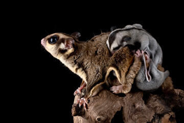 The Sugar Glider (Petaurus breviceps) is holding the baby. Sugar Glider is a small exotic pet...