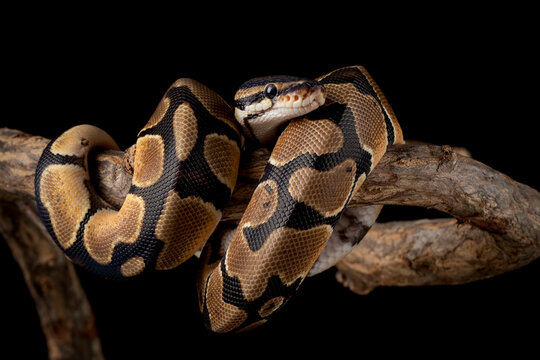 The Ball Python (Python regius) also called the Royal Python, is a python species native to West and Central Africa.