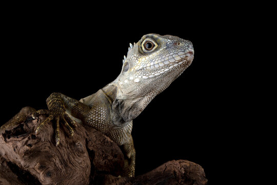 Angle-headed Forest Dragon or Hypsilurus magnus is a new species of lizard found in Indonesia and Papua New Guinea.