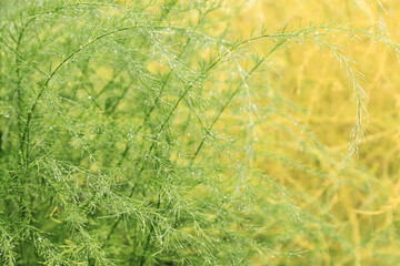 Lush Green plants asparagus or sparrow grass with shiny on sun raindrops, abstract nature background, aesthetic natural pattern, decorative green yellow grass texture, summer or autumn scenery