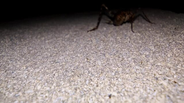 Big brown grasshopper is sitting on asphalt road at night time and jumping moving away. Macro view of insect having long legs and antennas. Example of wildlife animal found in nature. Entomology theme