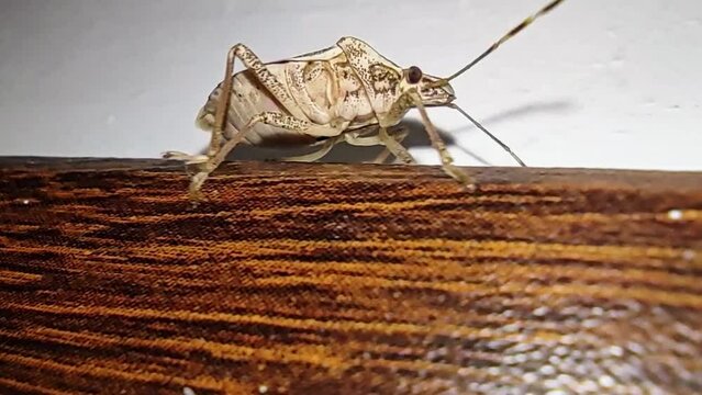 Big cricket is running on wooden table moving fast with its legs against white wall. The insect with huge body and antennas is moving in a house on brown surface. Life beings and environment theme