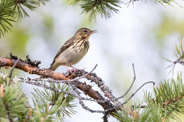 Tree Pipit