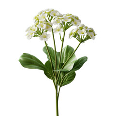 white euphorbia isolated on transparent background, png