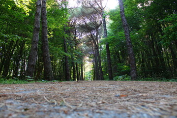 Istanbul Belgrade Forest. Dirt road between pine trees. endemic pine trees