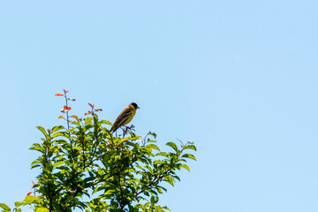 bird on a branch