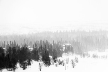 Fototapeta na wymiar Snowy Splendor: Stunning Wilderness Landscape in Daylight, Sweden in Northern Europe