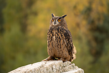 The great eagle owl (Bubo bubo) is a large species of owl in the Strigidae family. It is the largest European owl.