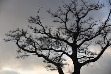 silhouette of tree