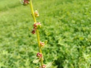 beta macrocarpa guss plant flower or Beet flower or  Large-fruited Beet flower