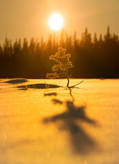 Nordic Dawn: Small Tree in Snowy Wilderness of Sweden at Sunrise in Northern Europe