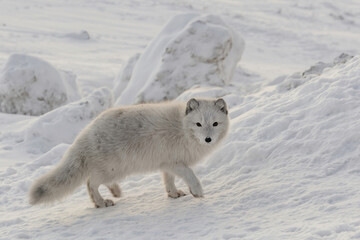 Life of Arctic foxes in the northern winter tundra. White and fluffy polar foxes hunting and playing in the snow. Wild fauna of the polar region on the Arctic islands