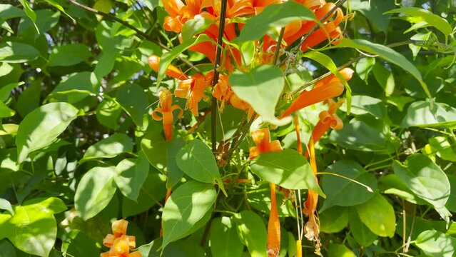 Bright orange honeysuckle plants and green foliage background