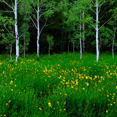 Obraz premium Aspen Trees in Meadow with Yellow Sunflowers Lush Green