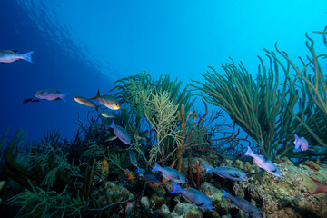 Fototapeta na wymiar Colorful tropical fish swimming underwater of tropical coral reef