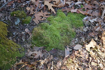 moss on the ground with leaves