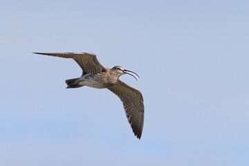 Whimbrel