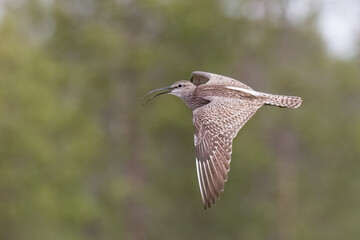 Whimbrel
