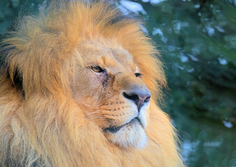 Majestic Lion