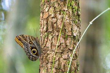 Camouflaged butterfly on a tree branch