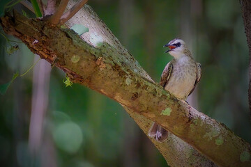The bulbul bird (Pycnonotidae) perching on branch